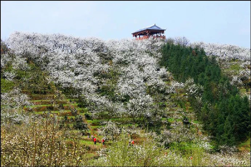 【春天，广西桂林灌阳县向您发出邀请！】我们在灌阳看梨花 - 游山玩水 - 太原生活社区 - 太原28生活网 ty.28life.net
