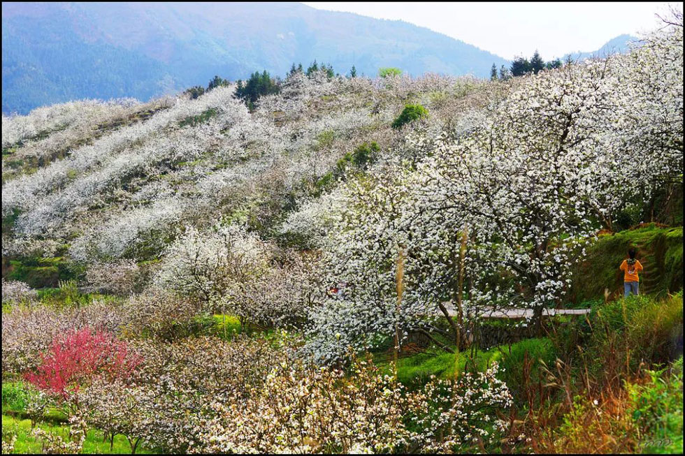 【春天，广西桂林灌阳县向您发出邀请！】我们在灌阳看梨花 - 游山玩水 - 太原生活社区 - 太原28生活网 ty.28life.net