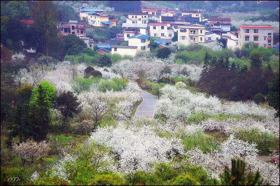 【春天，广西桂林灌阳县向您发出邀请！】我们在灌阳看梨花 - 游山玩水 - 太原生活社区 - 太原28生活网 ty.28life.net