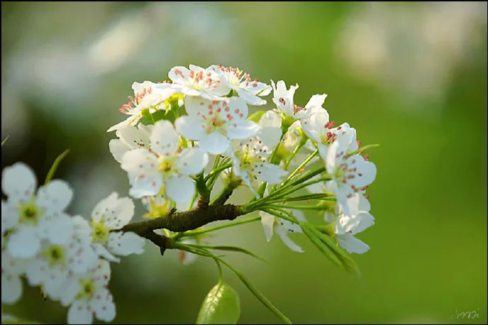 【春天，广西桂林灌阳县向您发出邀请！】我们在灌阳看梨花 - 游山玩水 - 太原生活社区 - 太原28生活网 ty.28life.net