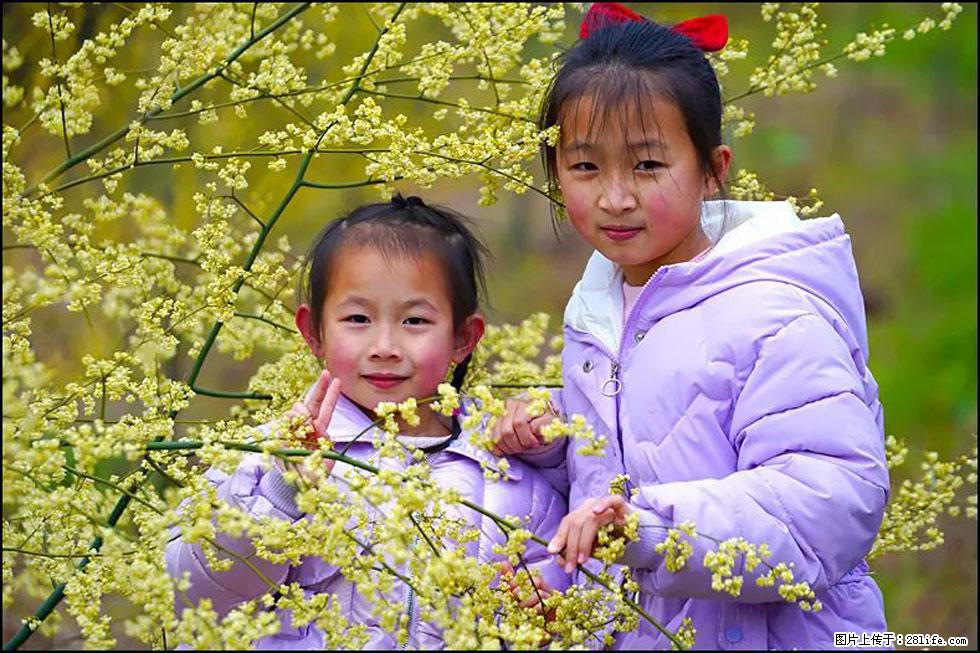 【春天，广西桂林灌阳县向您发出邀请！】米珠山前有片山苍子花在飘香 - 游山玩水 - 太原生活社区 - 太原28生活网 ty.28life.net