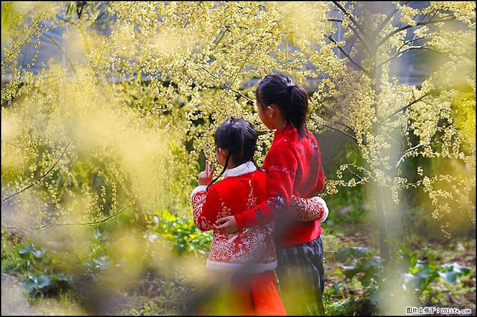 【春天，广西桂林灌阳县向您发出邀请！】米珠山前有片山苍子花在飘香 - 游山玩水 - 太原生活社区 - 太原28生活网 ty.28life.net