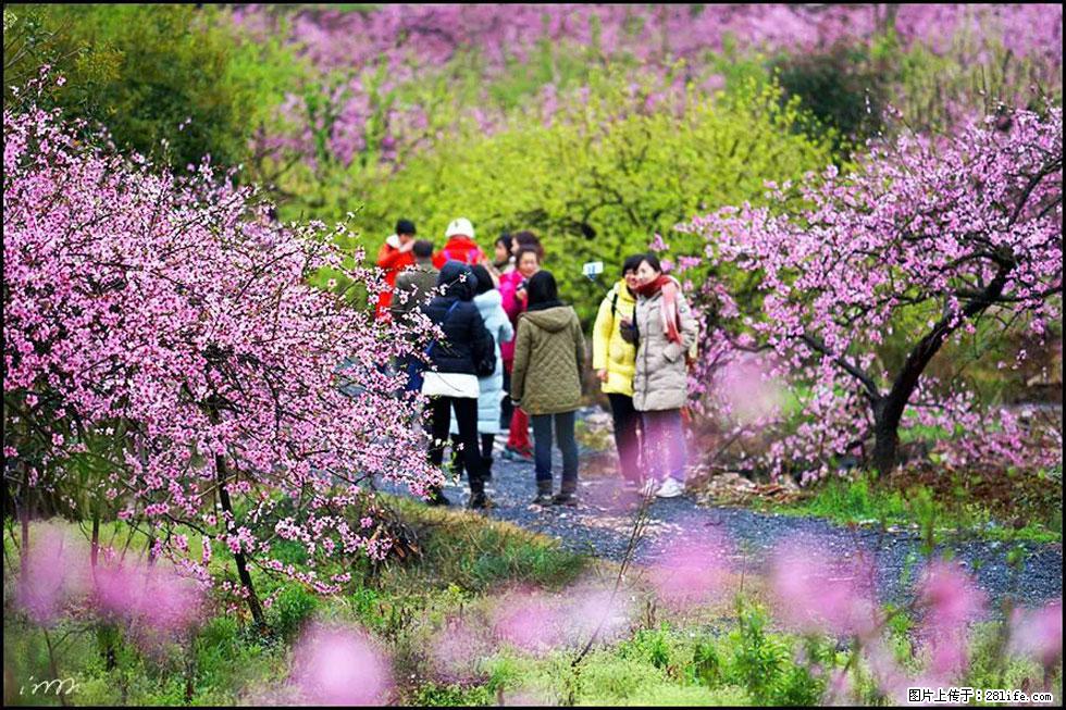 【春天，广西桂林灌阳县向您发出邀请！】官庄村有个醉美的桃花园 - 游山玩水 - 太原生活社区 - 太原28生活网 ty.28life.net