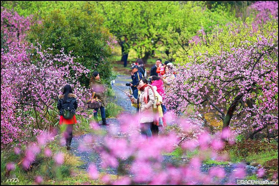 【春天，广西桂林灌阳县向您发出邀请！】官庄村有个醉美的桃花园 - 游山玩水 - 太原生活社区 - 太原28生活网 ty.28life.net