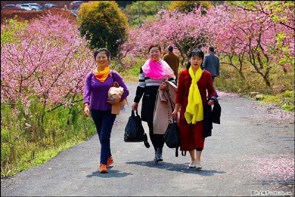 【春天，广西桂林灌阳县向您发出邀请！】官庄村有个醉美的桃花园 - 游山玩水 - 太原生活社区 - 太原28生活网 ty.28life.net
