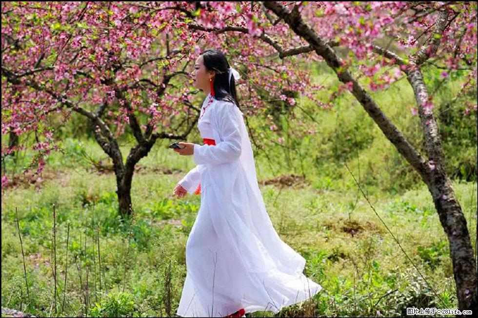 【春天，广西桂林灌阳县向您发出邀请！】官庄村有个醉美的桃花园 - 游山玩水 - 太原生活社区 - 太原28生活网 ty.28life.net
