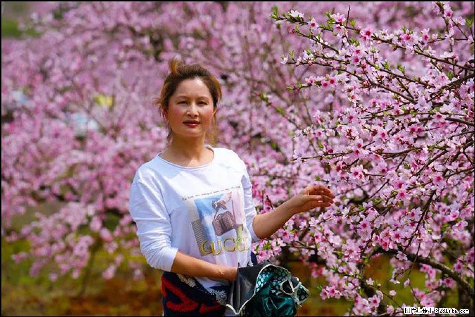 【春天，广西桂林灌阳县向您发出邀请！】官庄村有个醉美的桃花园 - 游山玩水 - 太原生活社区 - 太原28生活网 ty.28life.net