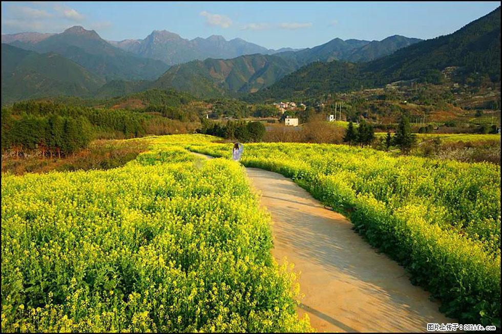 【春天，广西桂林灌阳县向您发出邀请！】长坪村油菜盛情花开 - 游山玩水 - 太原生活社区 - 太原28生活网 ty.28life.net