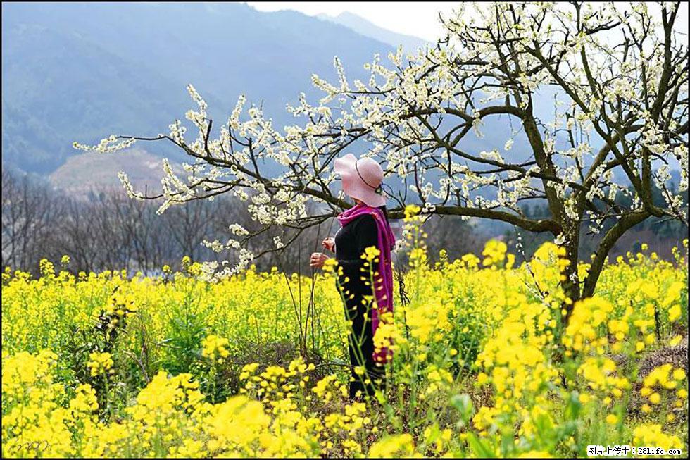 【春天，广西桂林灌阳县向您发出邀请！】长坪村油菜盛情花开 - 游山玩水 - 太原生活社区 - 太原28生活网 ty.28life.net