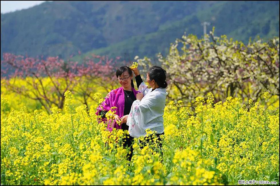【春天，广西桂林灌阳县向您发出邀请！】长坪村油菜盛情花开 - 游山玩水 - 太原生活社区 - 太原28生活网 ty.28life.net