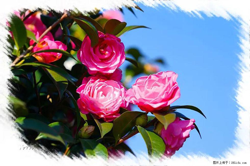 【春天，广西桂林灌阳县向您发出邀请！】杨柳井茶花惹人爱 - 游山玩水 - 太原生活社区 - 太原28生活网 ty.28life.net