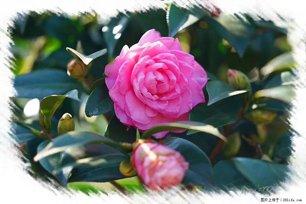 【春天，广西桂林灌阳县向您发出邀请！】杨柳井茶花惹人爱 - 游山玩水 - 太原生活社区 - 太原28生活网 ty.28life.net