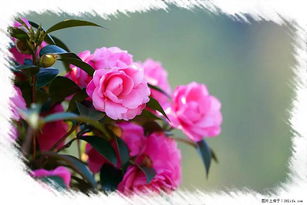 【春天，广西桂林灌阳县向您发出邀请！】杨柳井茶花惹人爱 - 游山玩水 - 太原生活社区 - 太原28生活网 ty.28life.net