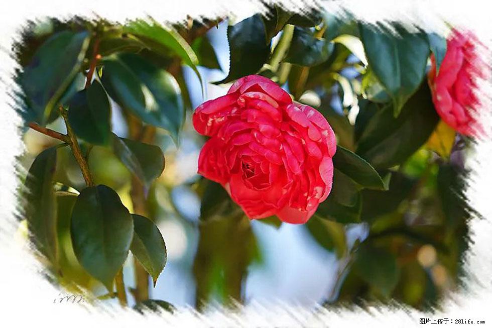 【春天，广西桂林灌阳县向您发出邀请！】杨柳井茶花惹人爱 - 游山玩水 - 太原生活社区 - 太原28生活网 ty.28life.net