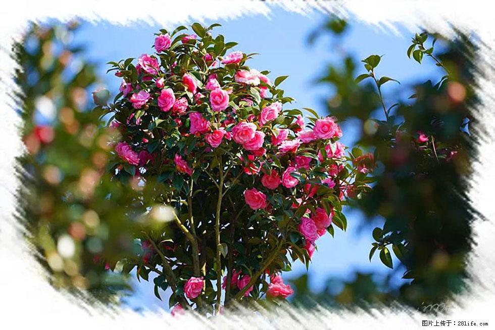 【春天，广西桂林灌阳县向您发出邀请！】杨柳井茶花惹人爱 - 游山玩水 - 太原生活社区 - 太原28生活网 ty.28life.net