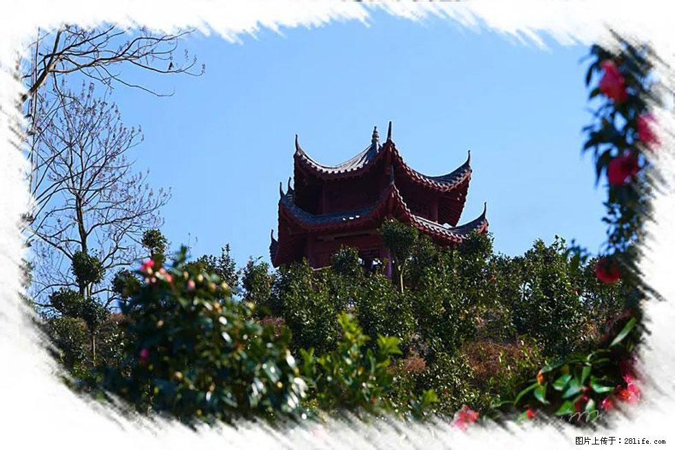 【春天，广西桂林灌阳县向您发出邀请！】杨柳井茶花惹人爱 - 游山玩水 - 太原生活社区 - 太原28生活网 ty.28life.net