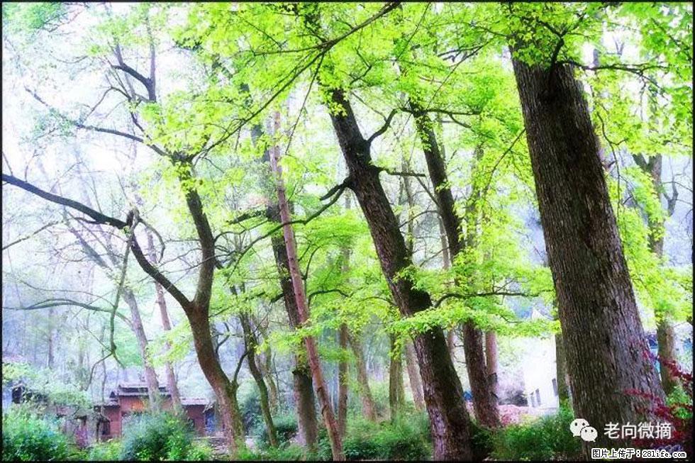 【春天，广西桂林灌阳县向您发出邀请！】在小龙村与春天约会 - 游山玩水 - 太原生活社区 - 太原28生活网 ty.28life.net