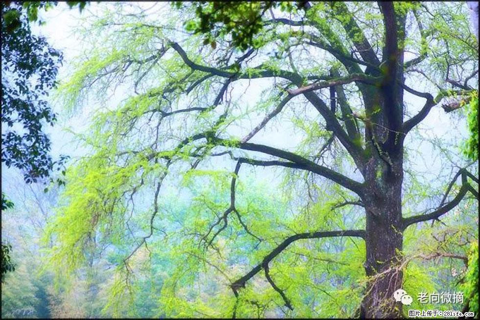 【春天，广西桂林灌阳县向您发出邀请！】在小龙村与春天约会 - 游山玩水 - 太原生活社区 - 太原28生活网 ty.28life.net