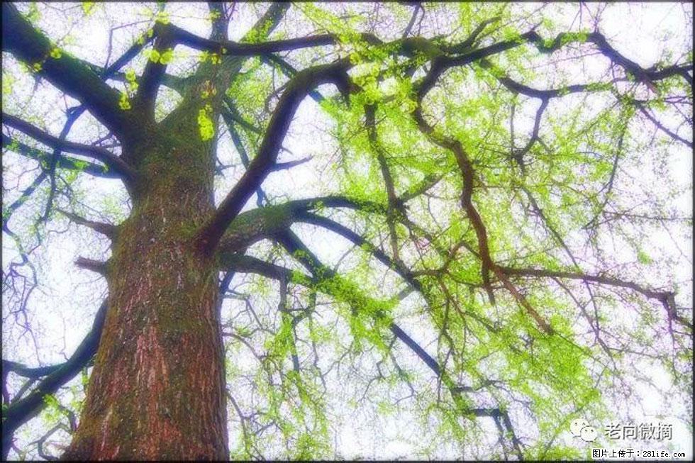 【春天，广西桂林灌阳县向您发出邀请！】在小龙村与春天约会 - 游山玩水 - 太原生活社区 - 太原28生活网 ty.28life.net