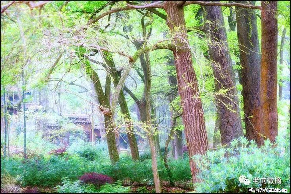 【春天，广西桂林灌阳县向您发出邀请！】在小龙村与春天约会 - 游山玩水 - 太原生活社区 - 太原28生活网 ty.28life.net