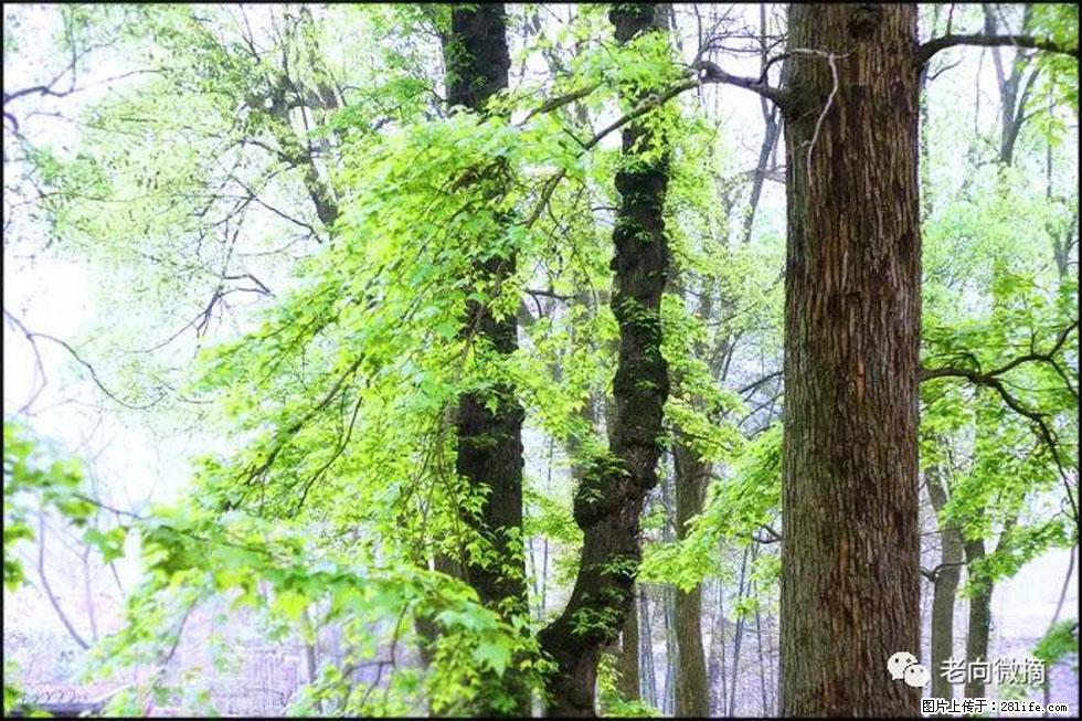 【春天，广西桂林灌阳县向您发出邀请！】在小龙村与春天约会 - 游山玩水 - 太原生活社区 - 太原28生活网 ty.28life.net