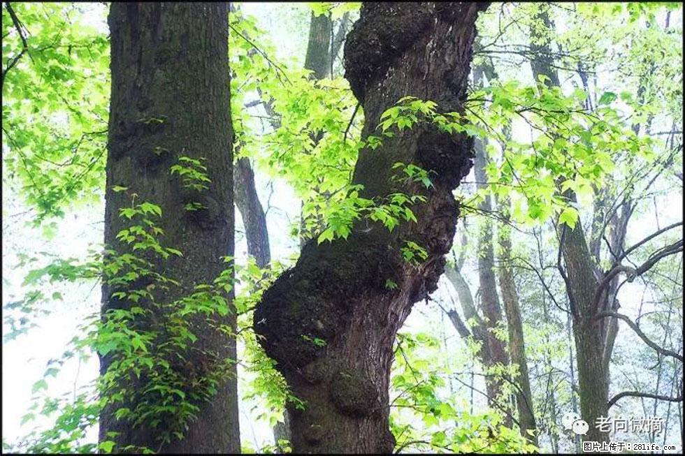 【春天，广西桂林灌阳县向您发出邀请！】在小龙村与春天约会 - 游山玩水 - 太原生活社区 - 太原28生活网 ty.28life.net