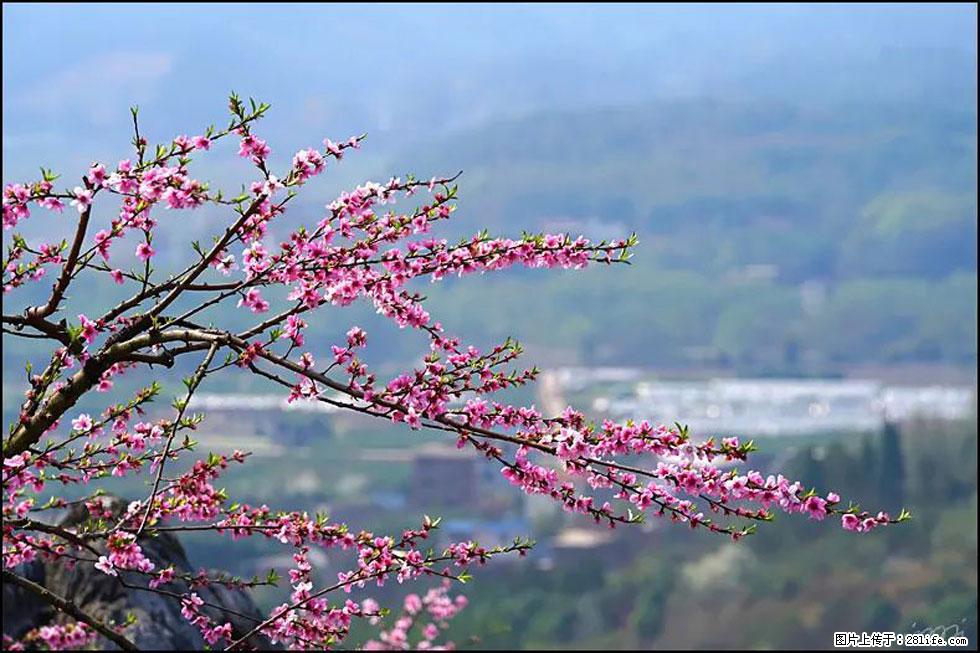 【春天，广西桂林灌阳县向您发出邀请！】望月岭上桃花开 - 游山玩水 - 太原生活社区 - 太原28生活网 ty.28life.net
