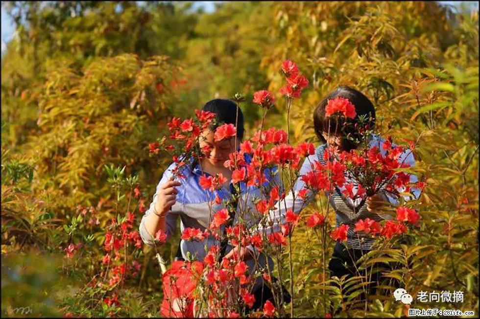 【春天，广西桂林灌阳县向您发出邀请！】登麒麟山，相约映山红 - 游山玩水 - 太原生活社区 - 太原28生活网 ty.28life.net