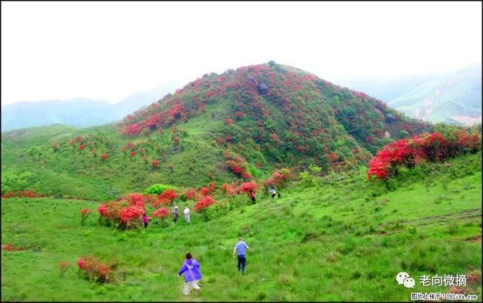 【春天，广西桂林灌阳县向您发出邀请！】宝盖山上映山红 - 游山玩水 - 太原生活社区 - 太原28生活网 ty.28life.net