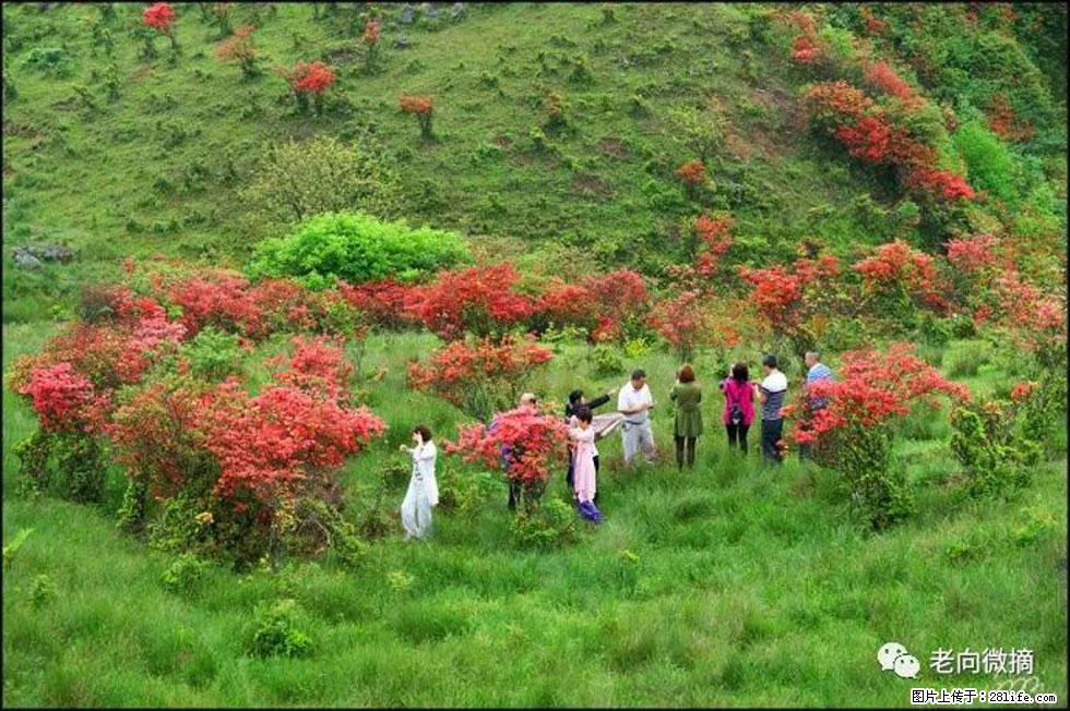 【春天，广西桂林灌阳县向您发出邀请！】宝盖山上映山红 - 游山玩水 - 太原生活社区 - 太原28生活网 ty.28life.net