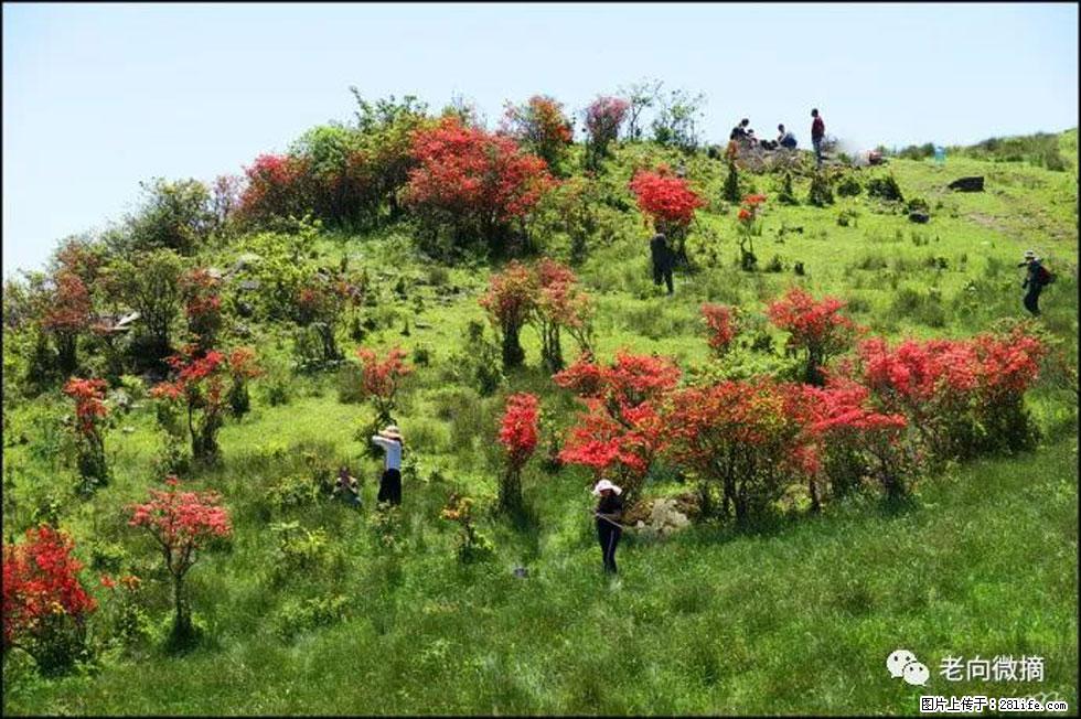 【春天，广西桂林灌阳县向您发出邀请！】宝盖山上映山红 - 游山玩水 - 太原生活社区 - 太原28生活网 ty.28life.net