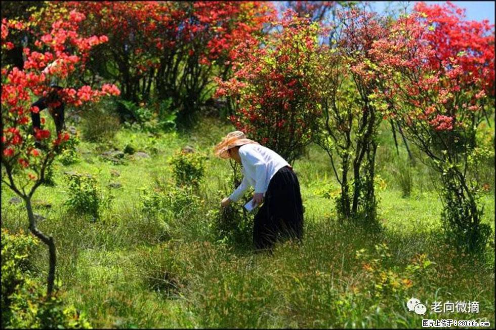 【春天，广西桂林灌阳县向您发出邀请！】宝盖山上映山红 - 游山玩水 - 太原生活社区 - 太原28生活网 ty.28life.net