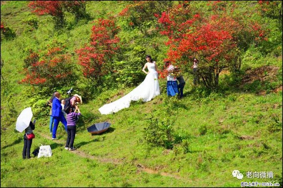 【春天，广西桂林灌阳县向您发出邀请！】宝盖山上映山红 - 游山玩水 - 太原生活社区 - 太原28生活网 ty.28life.net