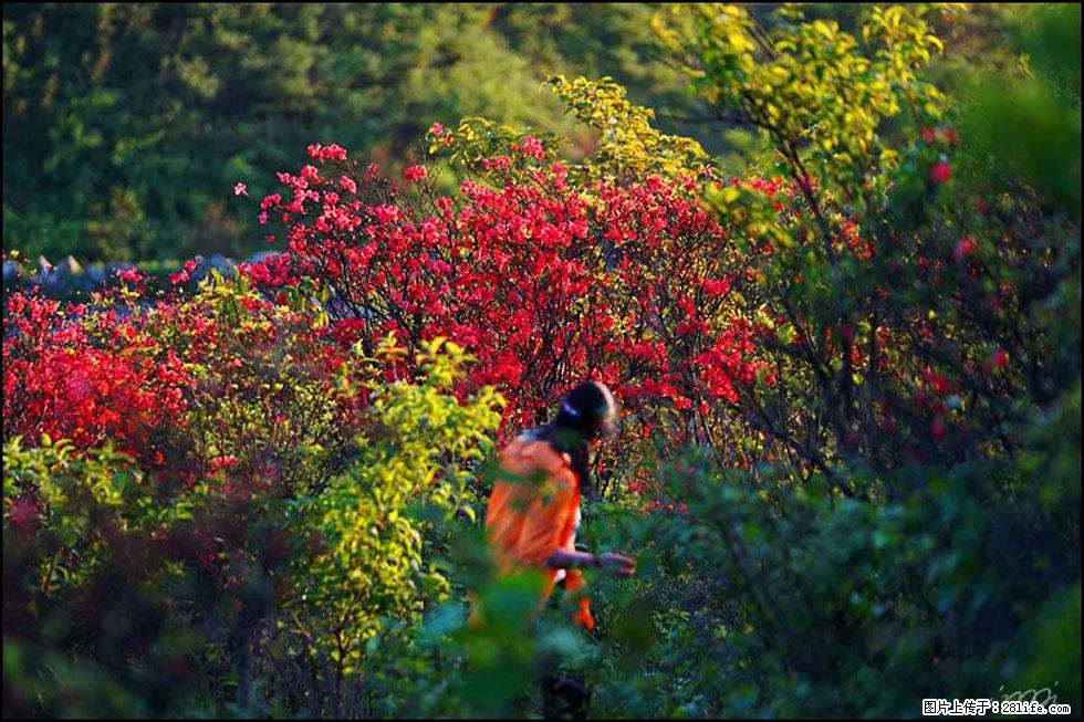 【春天，广西桂林灌阳县向您发出邀请！】春木界上映山红 - 游山玩水 - 太原生活社区 - 太原28生活网 ty.28life.net
