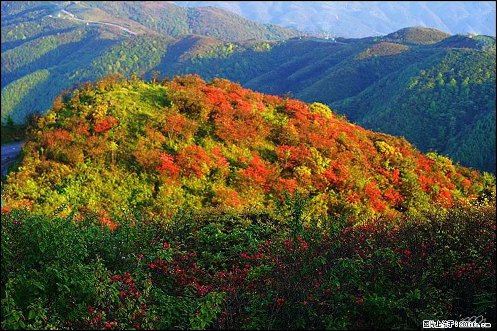 【春天，广西桂林灌阳县向您发出邀请！】春木界上映山红 - 游山玩水 - 太原生活社区 - 太原28生活网 ty.28life.net