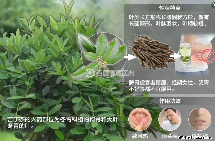 苦丁茶有哪些功效和作用 - 生活百科 - 太原生活社区 - 太原28生活网 ty.28life.net
