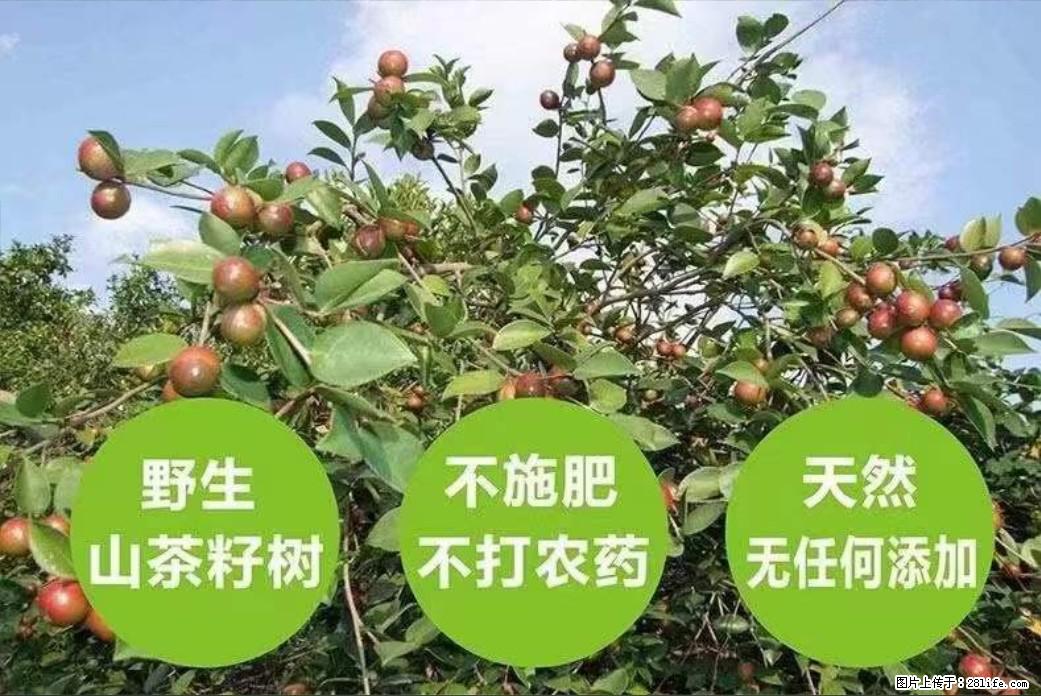【灌阳县油茶产业示范区】一个有着充实的精神生活的人,对待身外之物自会有一种淡泊的态度 - 美食天地 - 太原生活社区 - 太原28生活网 ty.28life.net