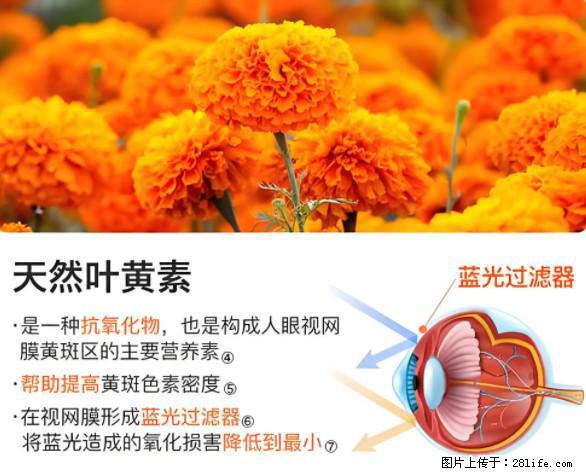 叶黄素有什么功效和作用 - 生活百科 - 太原生活社区 - 太原28生活网 ty.28life.net