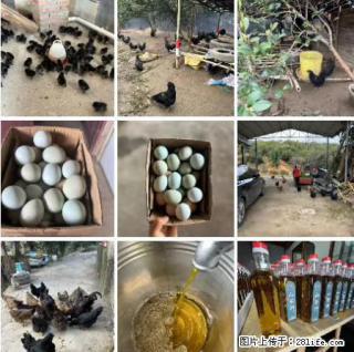 油茶园从小鸡仔开始养起的纯土鸡、土鸡蛋可以预定啦！还有前几天刚榨的纯山茶油哦 - 太原28生活网 ty.28life.net