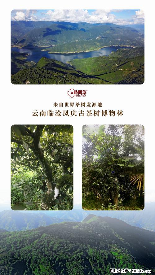时间果百年古树2025年春红茶 - 购物交流 - 太原生活社区 - 太原28生活网 ty.28life.net