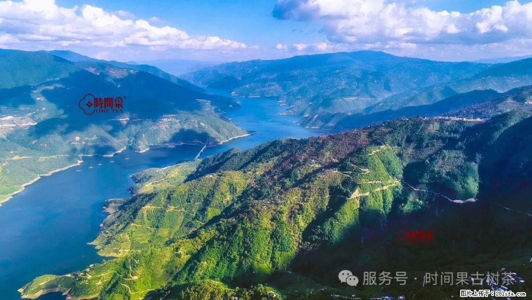 时间果百年古树龙珠普洱生茶 - 购物交流 - 太原生活社区 - 太原28生活网 ty.28life.net