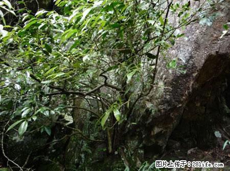 平乐石崖茶，珍贵仅次于金花茶 - 太原生活资讯 - 太原28生活网 ty.28life.net