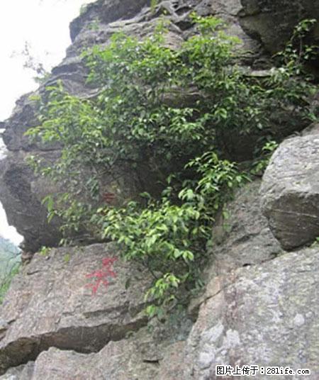平乐石崖茶，珍贵仅次于金花茶 - 太原生活资讯 - 太原28生活网 ty.28life.net