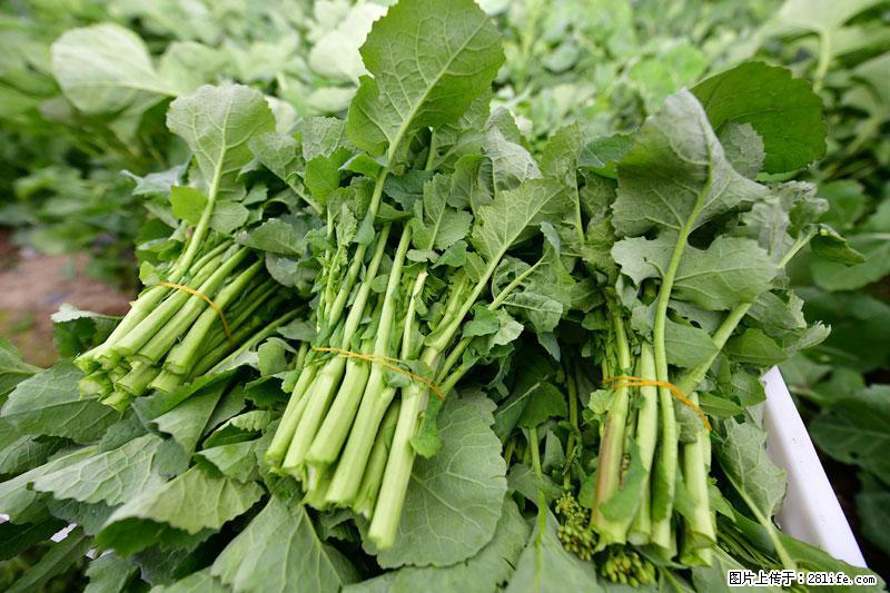 这些蔬菜是“天然钙片”，这6种被医生重点推荐 - 太原生活资讯 - 太原28生活网 ty.28life.net